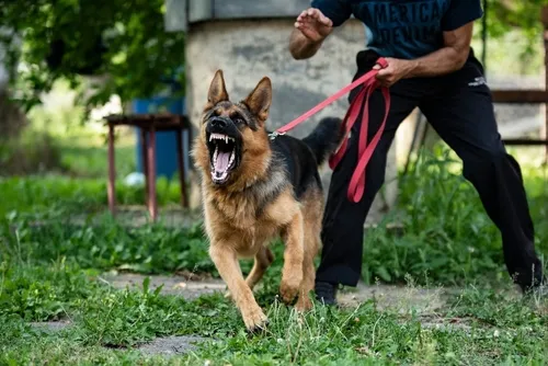 Aggressive dog showing its teeth during an attack, illustrating the high-stakes reality and serious injuries caused by dog attacks.