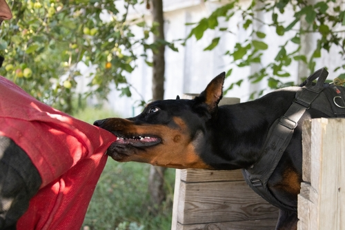 Dog biting a person during an attack, illustrating Missouri’s strict liability dog bite law and owner responsibility for injuries.